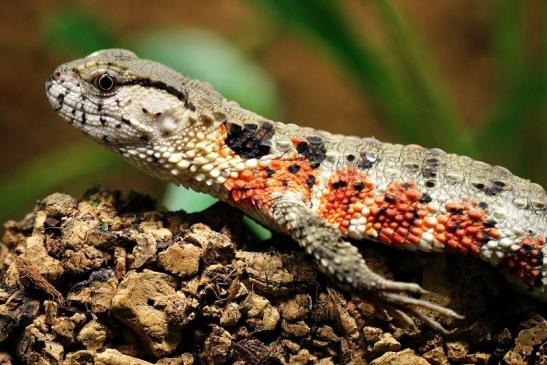 Krokodilhöckerechse Zoo Vivarium Darmstadt 2014