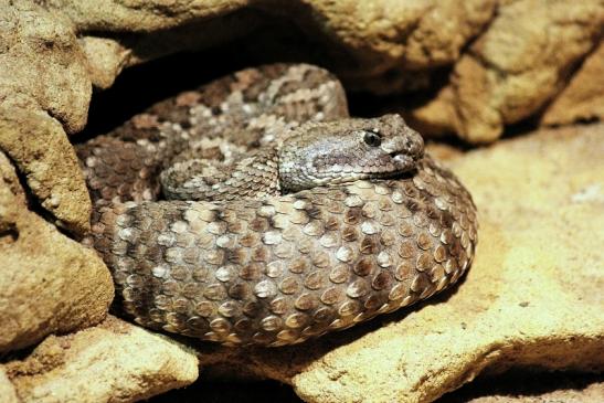 Prärieklapperschlange Zoo Vivarium Darmstadt 2014