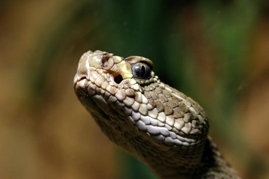 Prärieklapperschlange Zoo Vivarium Darmstadt 2014