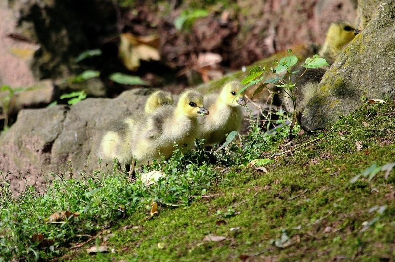 Streifengans mit Nachwuchs Zoo Vivarium Darmstadt 2014