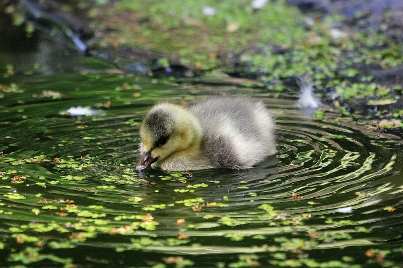 Daums Tierwelt - Portfolio - Sonstige Zootiere aus dem Zoo Vivarium ...