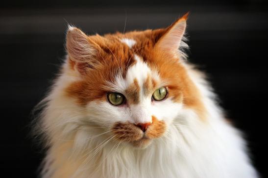 Daums Maine Coon