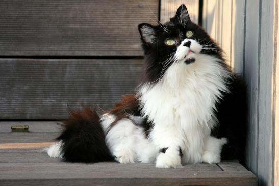 Daums Maine Coon