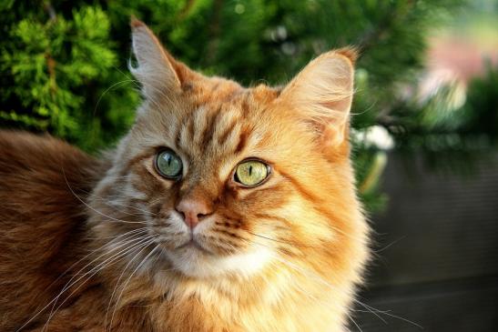 Daums Maine Coon