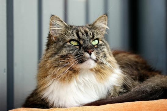 Daums Maine Coon