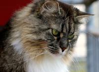 Maine Coon