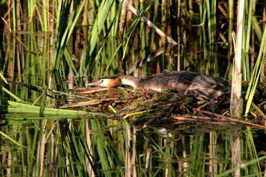 Haubentaucher - Podiceps cristatus NSG See am Goldberg Heusenstamm 2015