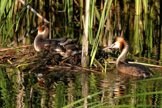 Haubentaucher - Podiceps cristatus NSG See am Goldberg Heusenstamm 2015