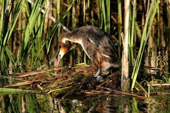 Haubentaucher - Podiceps cristatus NSG See am Goldberg Heusenstamm 2015