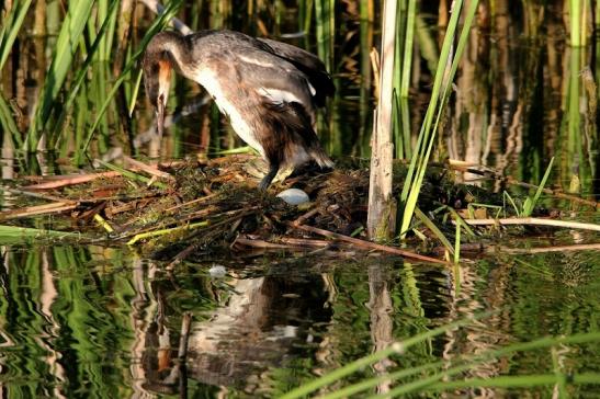 Haubentaucher - Podiceps cristatus NSG See am Goldberg Heusenstamm 2015