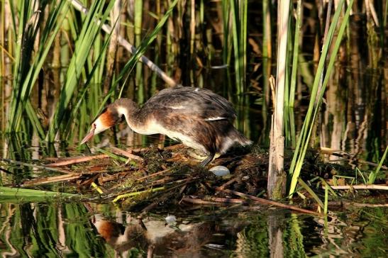 Haubentaucher - Podiceps cristatus NSG See am Goldberg Heusenstamm 2015