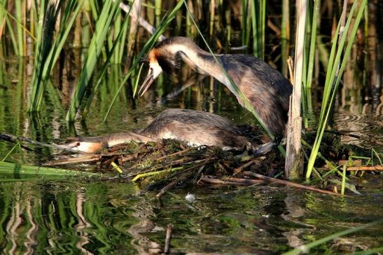 Haubentaucher - Podiceps cristatus NSG See am Goldberg Heusenstamm 2015