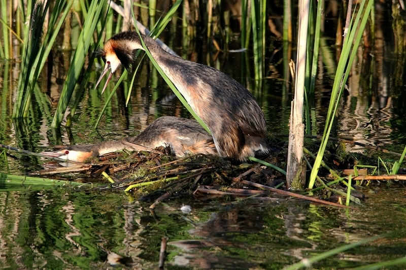 Haubentaucher - Podiceps cristatus NSG See am Goldberg Heusenstamm 2015