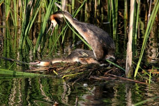 Haubentaucher - Podiceps cristatus NSG See am Goldberg Heusenstamm 2015