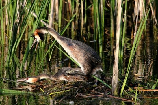 Haubentaucher - Podiceps cristatus NSG See am Goldberg Heusenstamm 2015