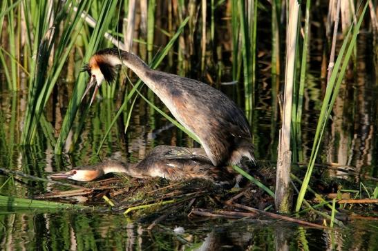 Haubentaucher - Podiceps cristatus NSG See am Goldberg Heusenstamm 2015