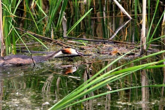 Haubentaucher - Podiceps cristatus NSG See am Goldberg Heusenstamm 2015