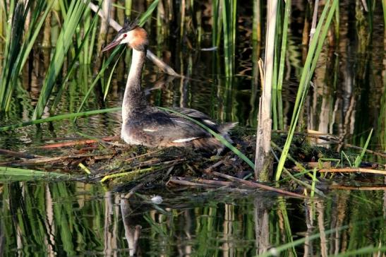 Haubentaucher - Podiceps cristatus NSG See am Goldberg Heusenstamm 2015