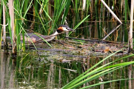 Haubentaucher - Podiceps cristatus NSG See am Goldberg Heusenstamm 2015