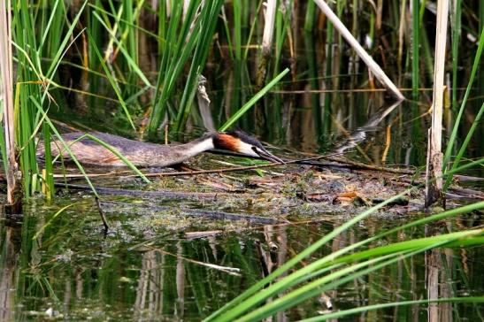 Haubentaucher - Podiceps cristatus NSG See am Goldberg Heusenstamm 2015