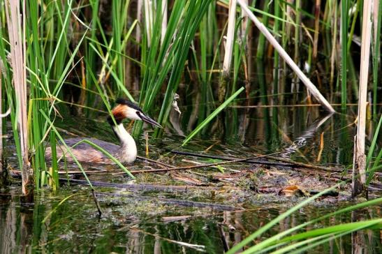 Haubentaucher - Podiceps cristatus NSG See am Goldberg Heusenstamm 2015