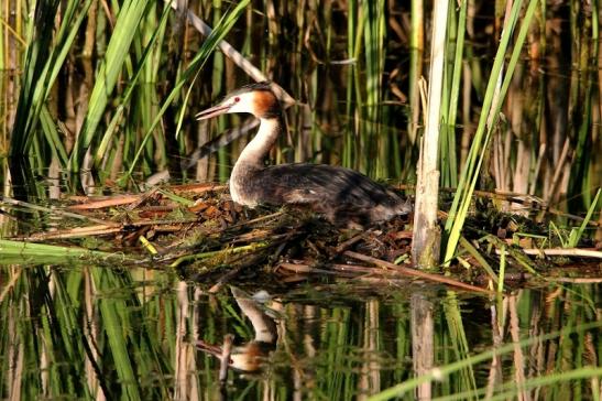 Haubentaucher - Podiceps cristatus NSG See am Goldberg Heusenstamm 2015