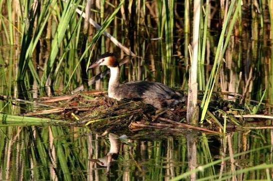 Haubentaucher - Podiceps cristatus NSG See am Goldberg Heusenstamm 2015