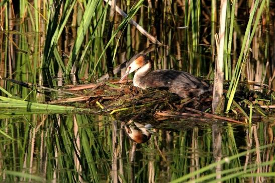 Haubentaucher - Podiceps cristatus NSG See am Goldberg Heusenstamm 2015