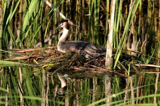 Haubentaucher - Podiceps cristatus NSG See am Goldberg Heusenstamm 2015