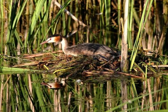 Haubentaucher - Podiceps cristatus NSG See am Goldberg Heusenstamm 2015