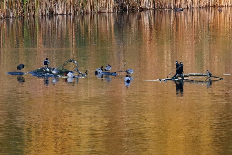 Abendstunde NSG See am Goldberg mit Kormoran, Tafelente usw. Belegfoto 2020