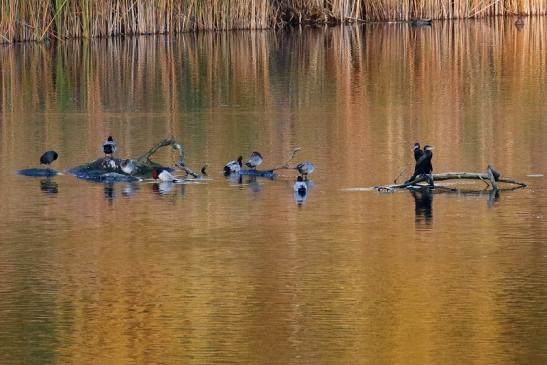 Abendstunde NSG See am Goldberg mit Kormoran, Tafelente usw. Belegfoto 2020