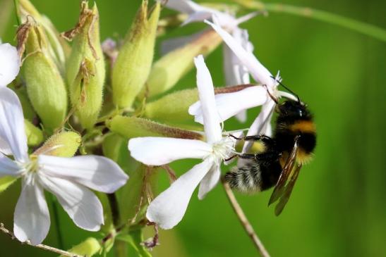 Ackerhummel NSG See am Goldberg Heusenstamm 2022