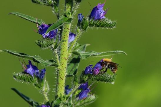 Ackerhummel Wildpark Alte Fasanerie Klein Auheim 2017