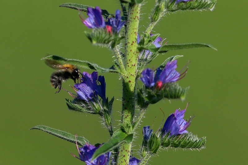 Ackerhummel Wildpark Alte Fasanerie Klein Auheim 2017