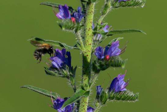 Ackerhummel Wildpark Alte Fasanerie Klein Auheim 2017