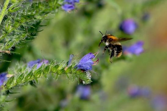 Ackerhummel Wildpark Alte Fasanerie Klein Auheim 2017