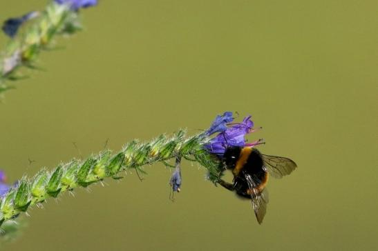 Ackerhummel Wildpark Alte Fasanerie Klein Auheim 2017