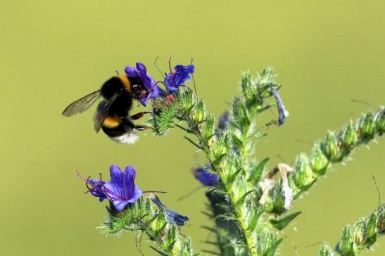 Ackerhummel Wildpark Alte Fasanerie Klein Auheim 2017