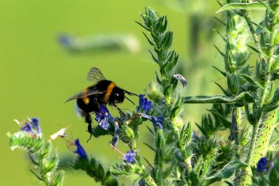 Ackerhummel Wildpark Alte Fasanerie Klein Auheim 2017