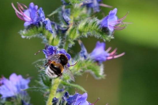 Ackerhummel Wildpark Alte Fasanerie Klein Auheim 2019