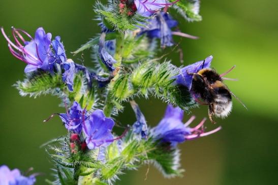 Ackerhummel Wildpark Alte Fasanerie Klein Auheim 2019