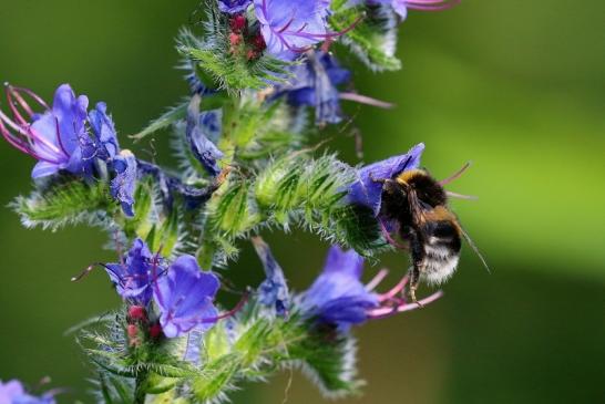 Ackerhummel Wildpark Alte Fasanerie Klein Auheim 2019