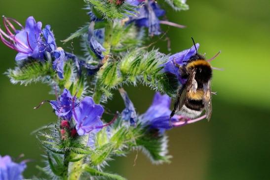 Ackerhummel Wildpark Alte Fasanerie Klein Auheim 2019