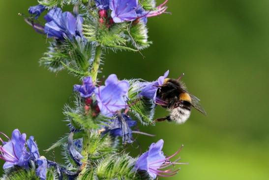 Ackerhummel Wildpark Alte Fasanerie Klein Auheim 2019