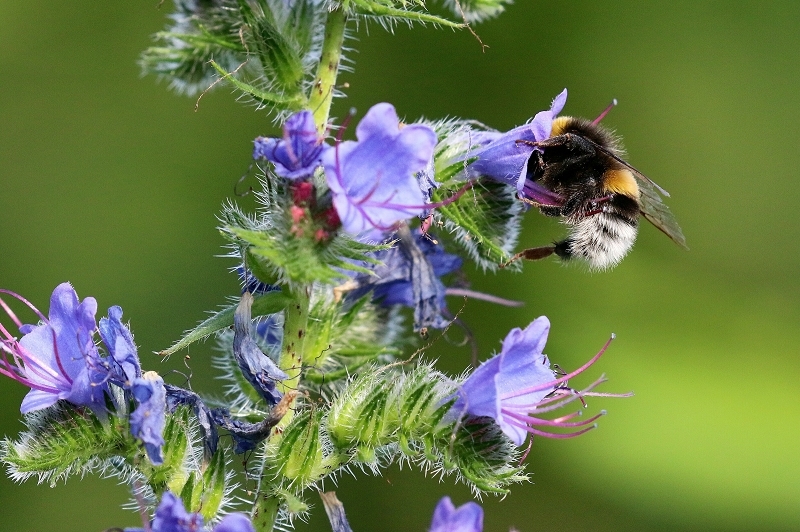 Ackerhummel Wildpark Alte Fasanerie Klein Auheim 2019