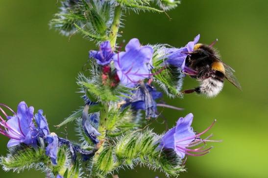 Ackerhummel Wildpark Alte Fasanerie Klein Auheim 2019