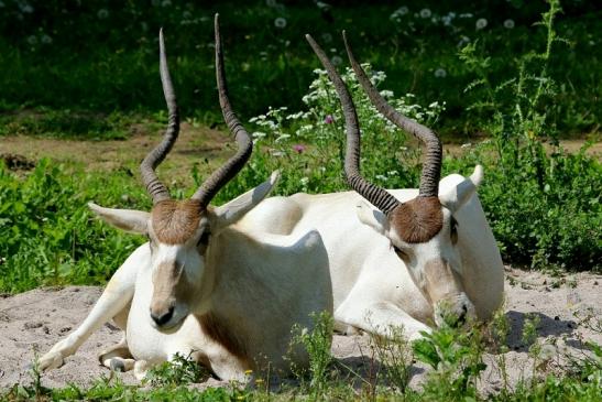 Addax-Mendesantilope Zoo Frankfurt am Main 2017