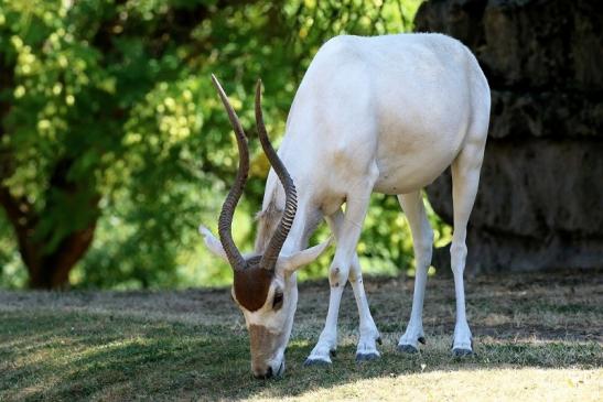 Addax-Mendesantilope Zoo Frankfurt am Main 2018