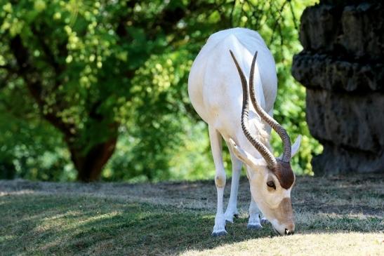 Addax-Mendesantilope Zoo Frankfurt am Main 2018